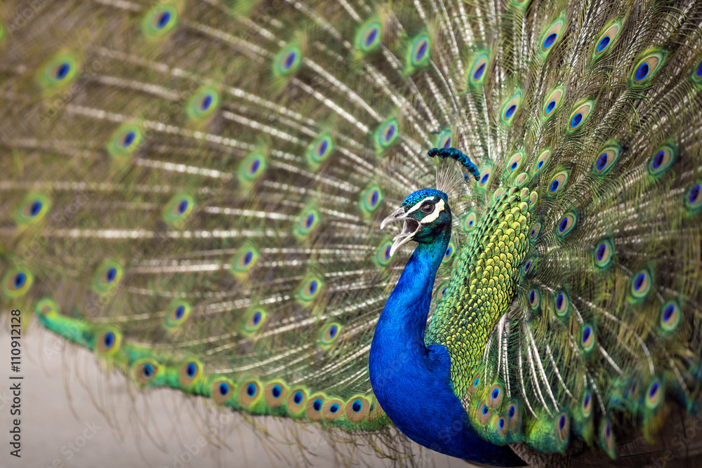 Obraz premium Blue Peafowl