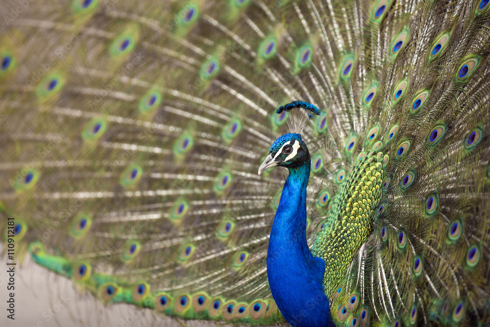 Obraz premium Blue Peafowl