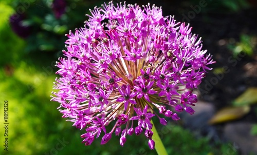 Purple globe allium flower