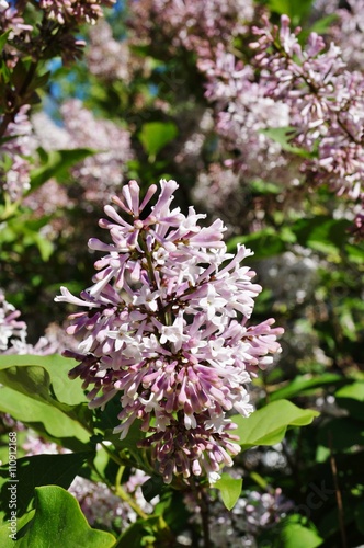 Fragrant pink flowers of reblooming syringa lilac photo