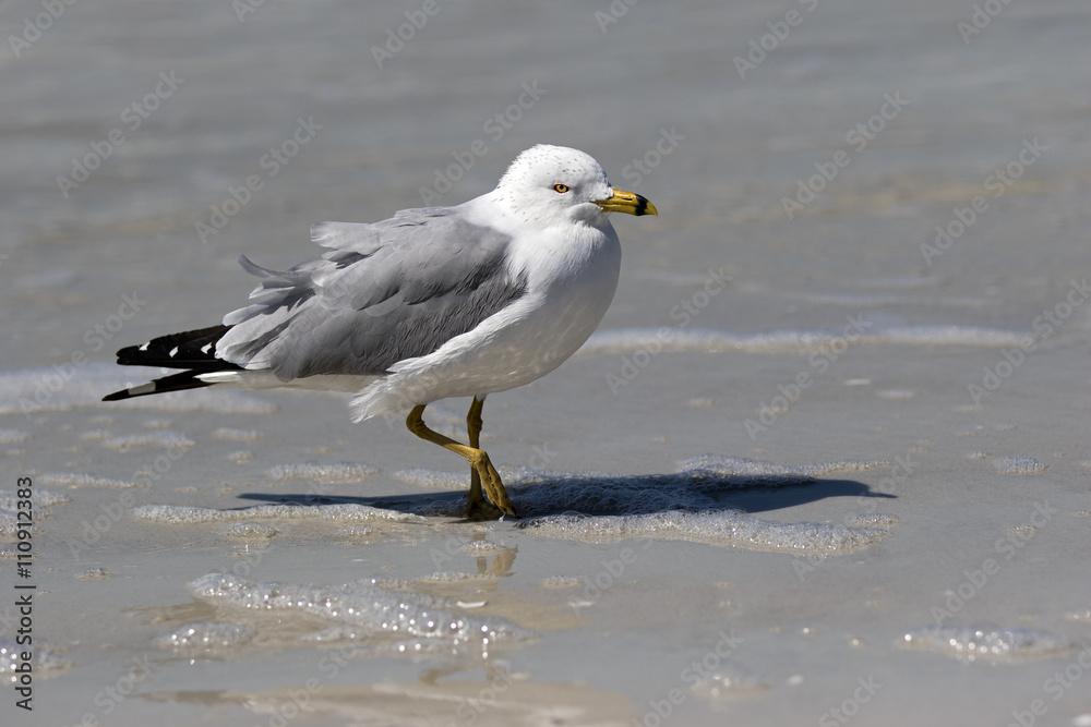 Ring billed Gull (Larus delawarensis) walking in the shallow surf on a Gulf Coast beach. Ring billed Gull (Larus delawarensis) walking in the shallow surf on a Gulf Coast beach.