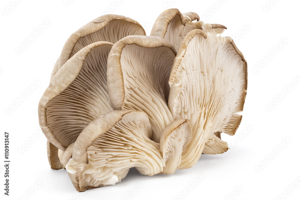 Branch of oyster mushroom, Pleurotus ostreatus, on white background
