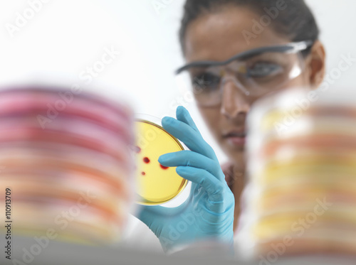 Close up of female scientist examining cultures in petri dish in microbiology lab photo