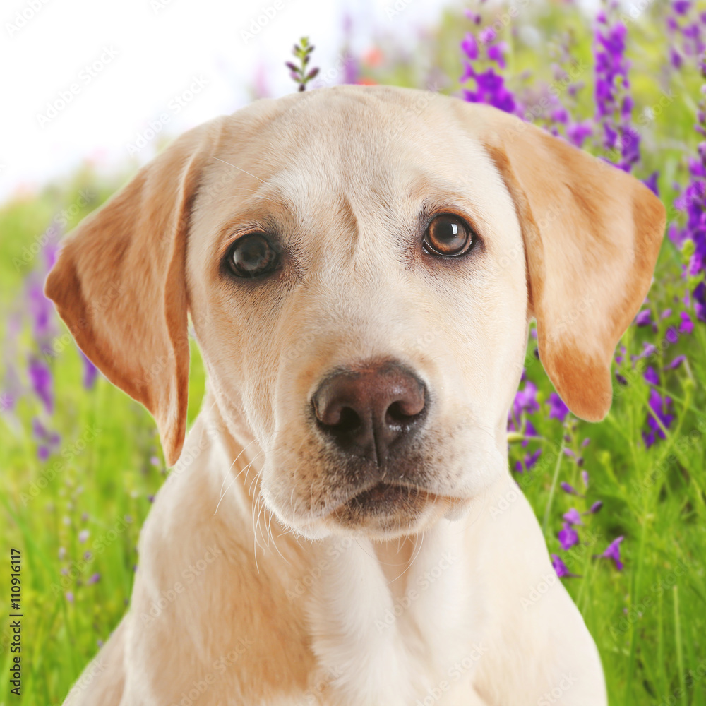 Dog portrait on field with flowers