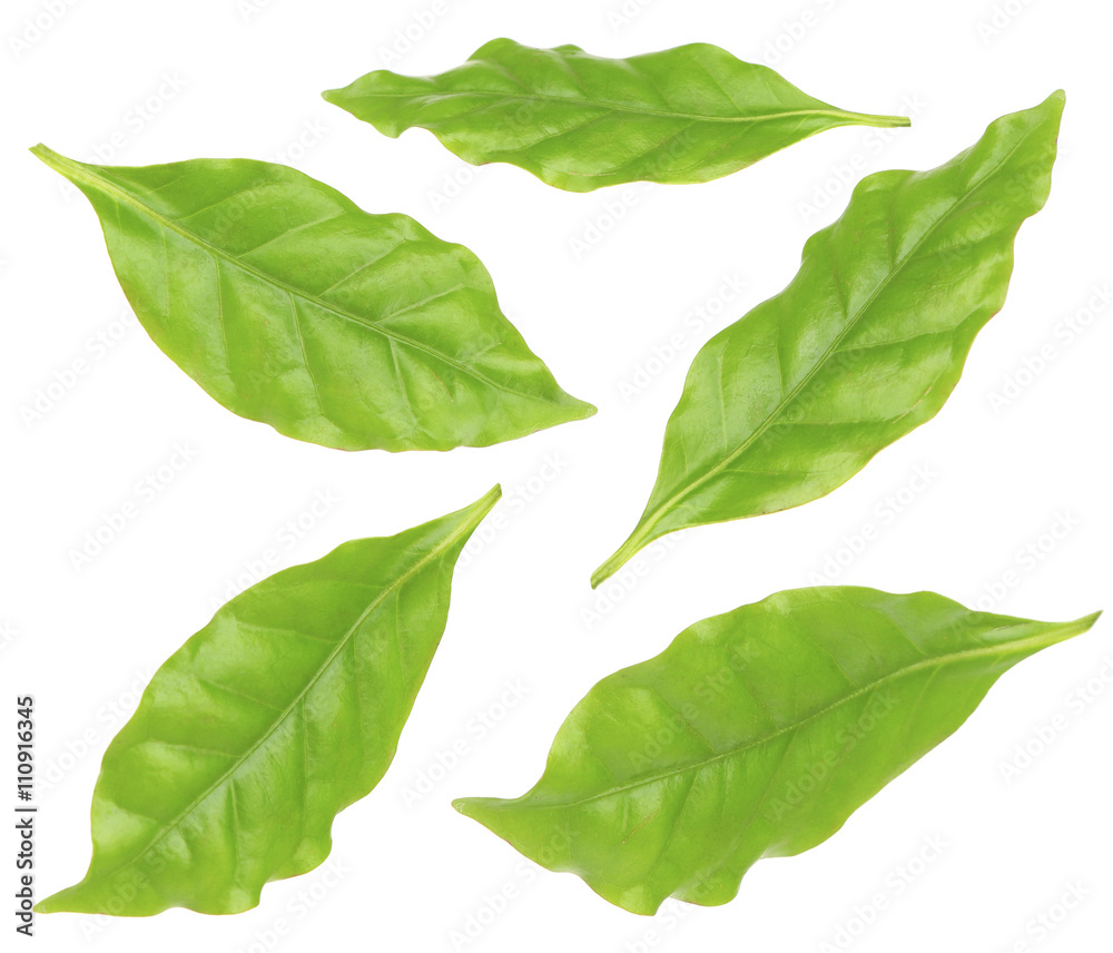 Fototapeta premium Collage of fresh green coffee leaves, isolated on white