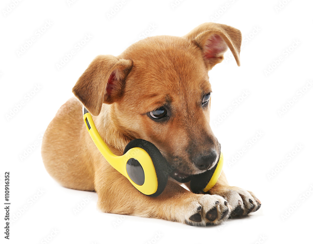 Puppy playing with headphones isolated on white Puppy playing with headphones isolated on white