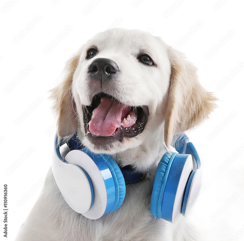 Can Dogs Hear Music Through Headphones