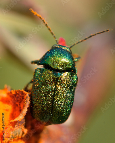 Cryptocephalus aureolus leaf beetle on orange flower. A metallic green beetle in the Chrysomelidae family, known as the leaf and seed beetles
 photo