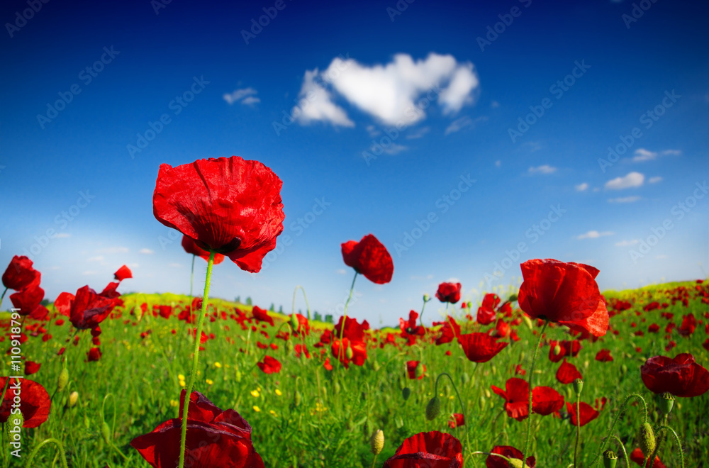 Fototapeta premium red poppy and wild flowers