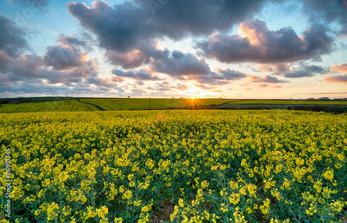 Beautiful Mustard Seed Fields