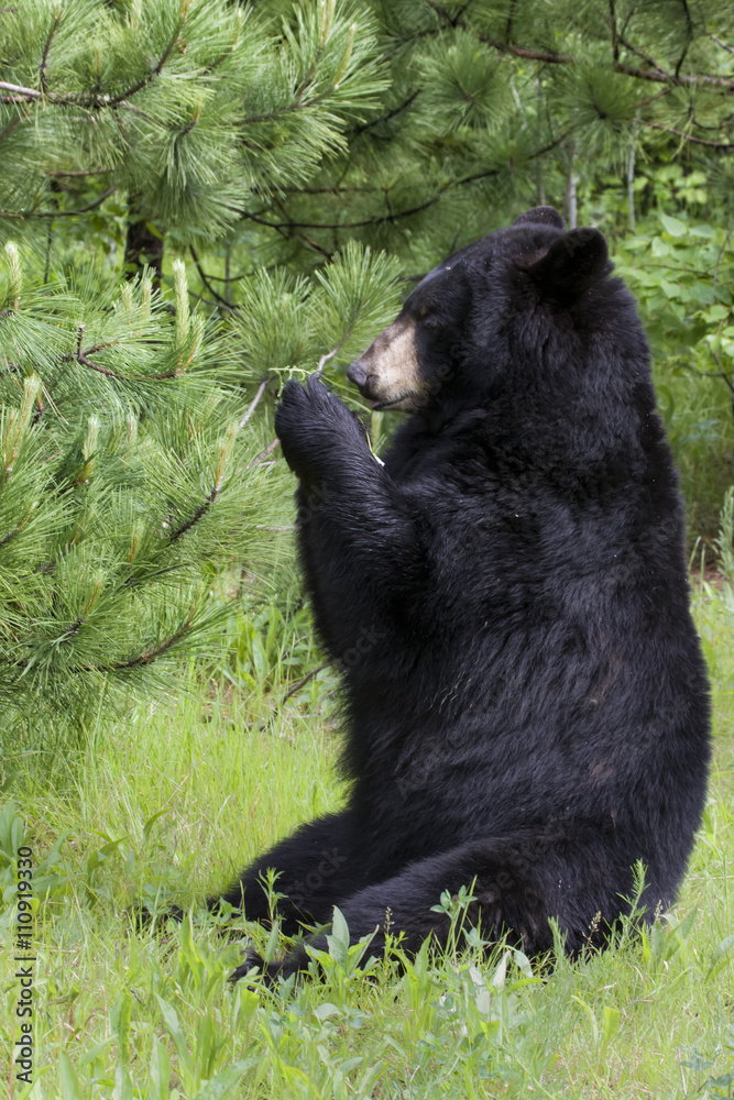 Fototapeta premium Black Bear Eating Leaves in a Sitting Position