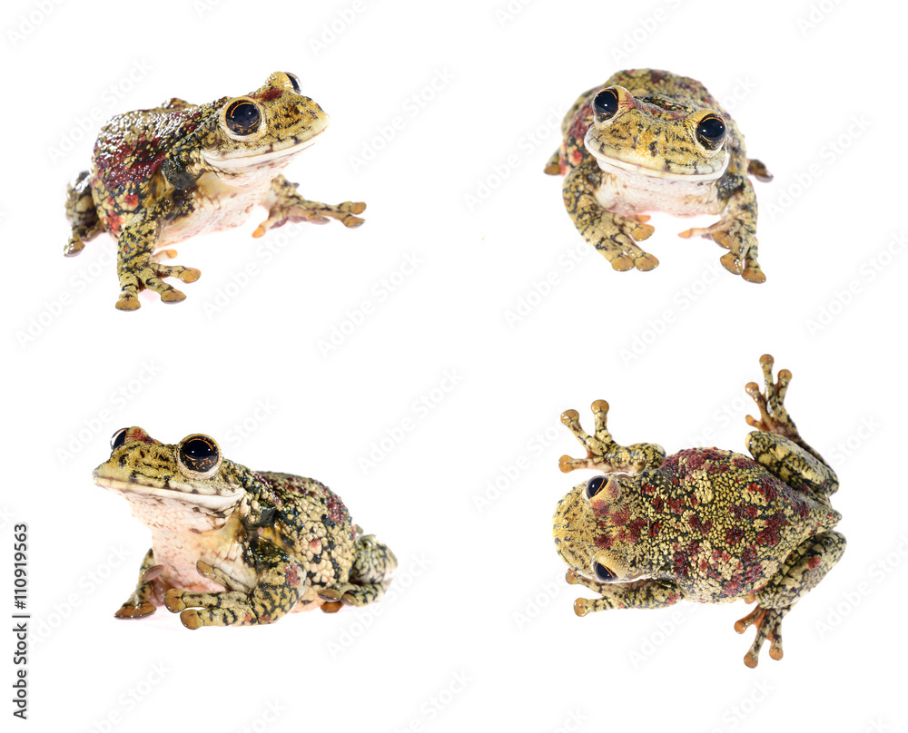 Fototapeta premium Blue dyeing dart frog Dendrobates tinctorius isolated on white