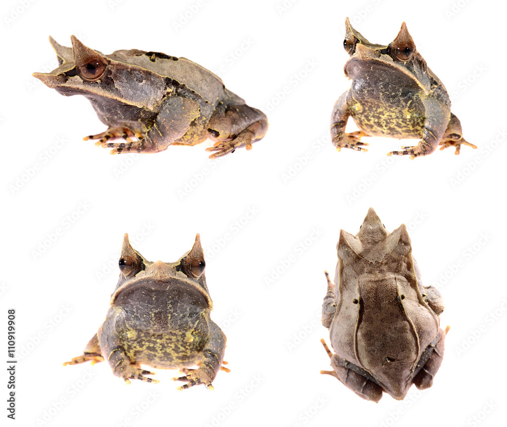 Obraz premium The long-nosed horned frog Megophrys nasuta isolated on white