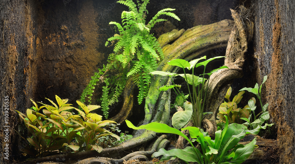 Vær sød at lade være Antagelse Bageri Zoo display, reptile (frog) terrarium with colorful plants, tree log,  close-up. Zoology, biology, wildlife, nature, natural habitat, tropical  biotope, environmental conservation, research, education Stock Photo |  Adobe Stock