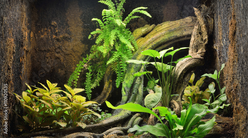 Zoo display, reptile (frog) terrarium with colorful plants, tree log, close-up. Zoology, biology, wildlife, nature, natural habitat, tropical biotope, environmental conservation, research, education photo