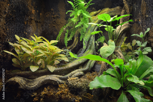 Tropical environment terrarium layout with exotic greens and a log photo