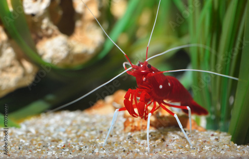 Small ornamental red shrimp in aquarium environment