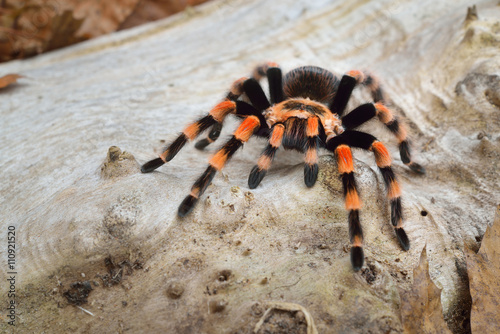 Fototapet Birdeater tarantula spider Brachypelma smithi in natural forest environment