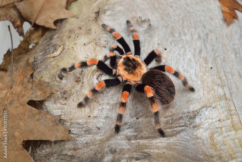 Birdeater tarantula spider Brachypelma smithi in natural forest environment. Bright orange colourful giant arachnid.