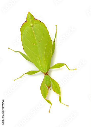 Green leaflike stick-insect Phyllium giganteum isolated over white photo