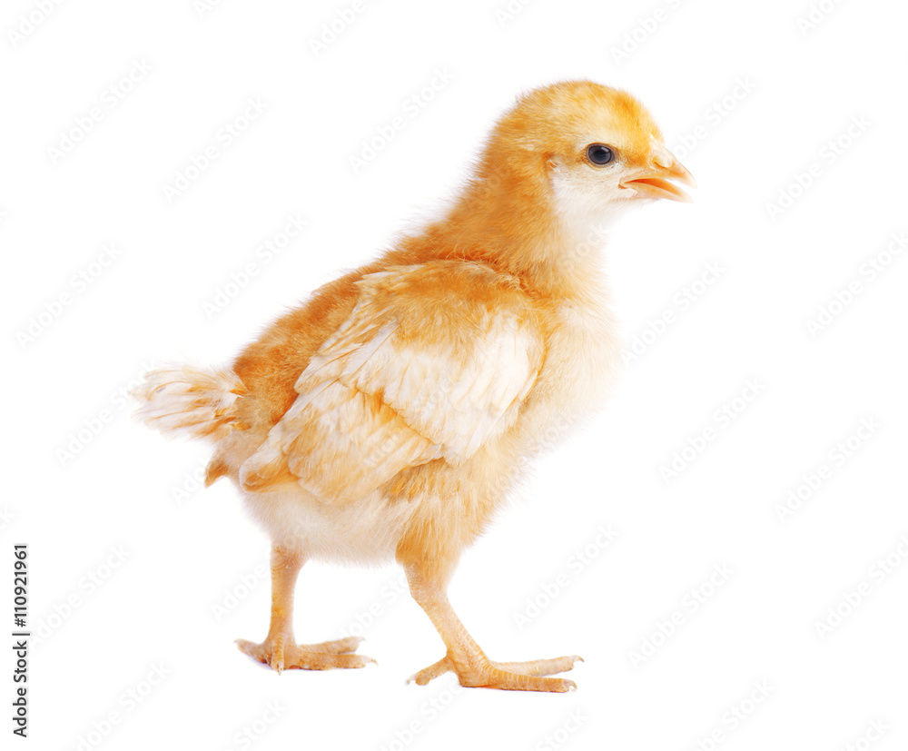 Желтый цыпленок в полный рост, изолированный на белом фоне