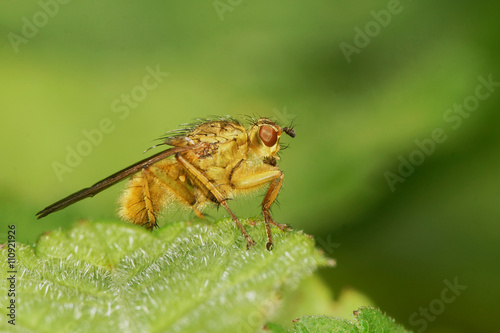 Fly - Yellow Dung Fly, Scathophaga stercoraria © Maciej Olszewski