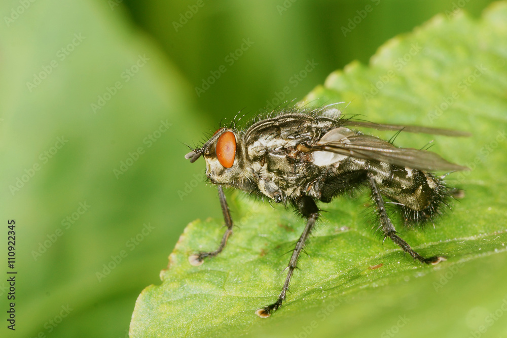 Flesh-fly, Flesh Fly Flesh-fly, Flesh Fly