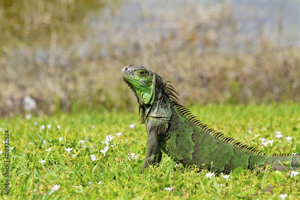 Green Iguana at the gardens in Morikami Green Iguana at the gardens in Morikami