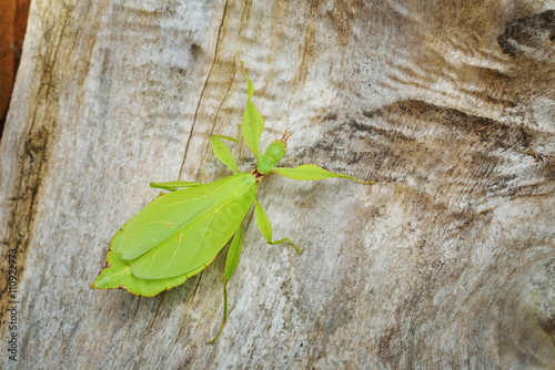 Green leaflike stick-insect Phyllium giganteum on a tree trunk in natural environment photo