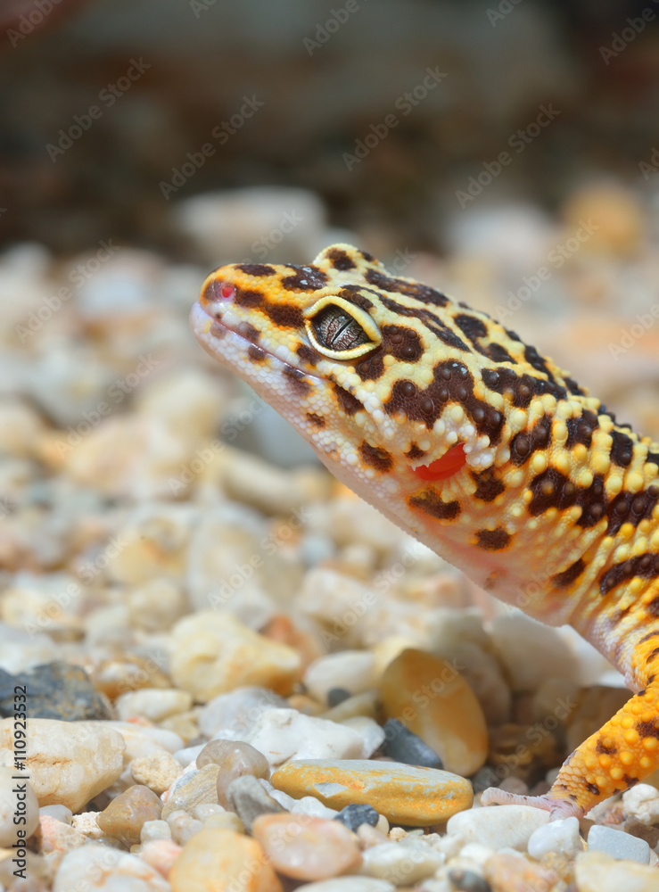 Fototapeta premium Leopard gecko Eublepharis macularius in natural environment