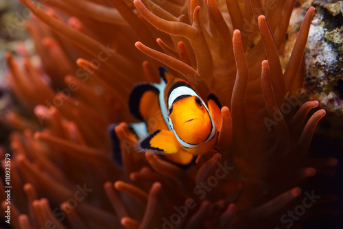 Amphiprion Ocellaris Clownfish In Marine Aquarium