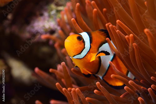 Amphiprion Ocellaris Clownfish In Marine Aquarium