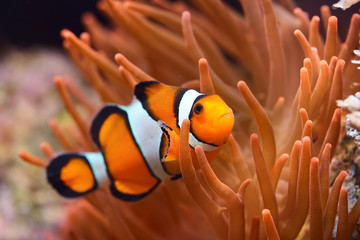 Amphiprion ocellaris clownfish in marine aquarium. Orange corals in the background. Colorful pattern, texture, wallpaper, panoramic underwater view. Concept art, graphic resources, macro photography