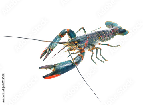 Australian blue crayfish Cherax quadricarinatus isolated