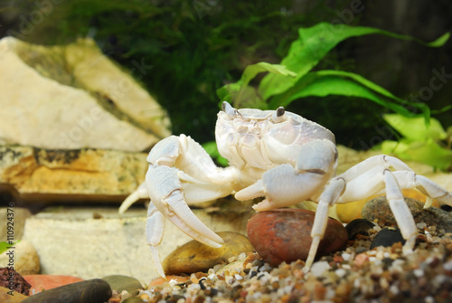 River crab Potamon sp. close-up in natural environment