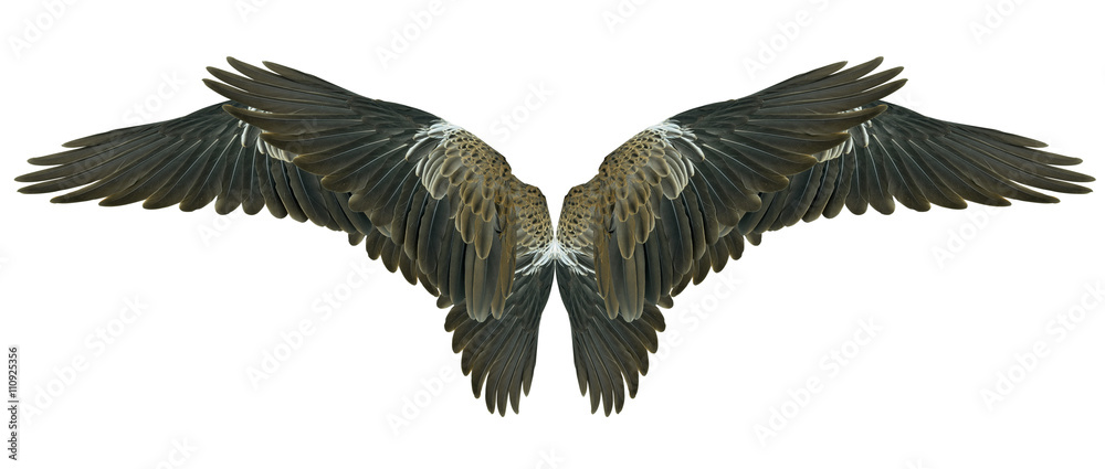 Fototapeta premium Wings isolated on white
