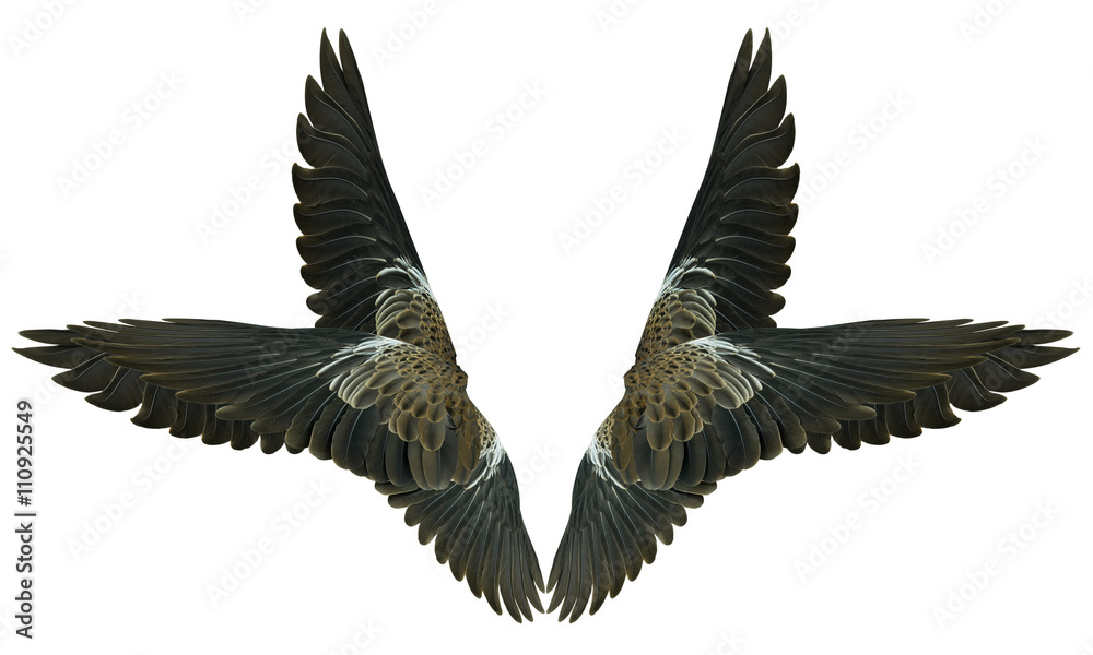 Obraz premium Skrzydła na białym tle