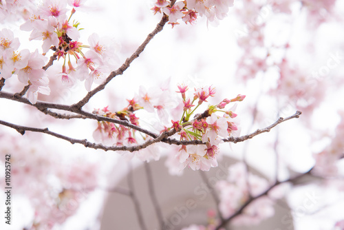 A cherry blossom or Sakura in Japan. The blooming flower represents the Spring and also is one of the Japanese famous symbol. © nattbear