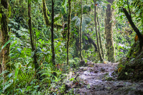 Dense forest in Nambillo Cloud Forest Reserve near Mindo  Ecuador.