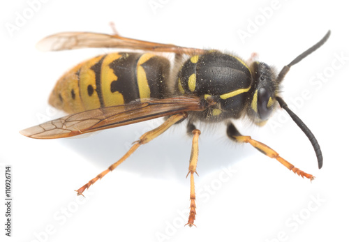 Common wasp, Vespa vulgaris isolated on white background © Henrik Larsson