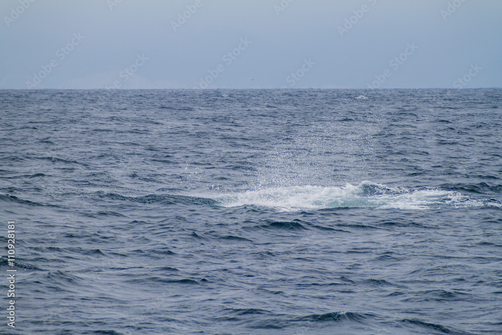 Whale splash in Machalilla National Park, Ecuador