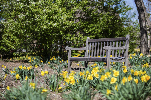 Fototapeta Naklejka Na Ścianę i Meble -  Empty bench with Daffodils at the park in spring