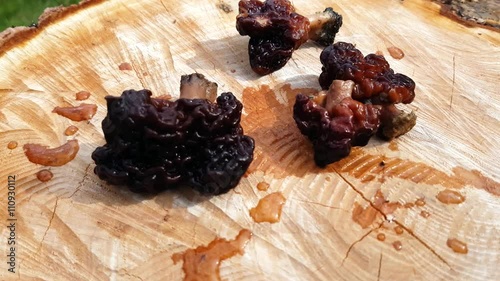 Couple of False morel, brain mushroom, Gyromitra esculenta, on a wooden table photo