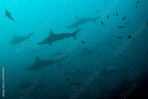 Deep water cleaning stations attracting hammerhead sharks, San Benedicto, Revillagigedo, Mexico