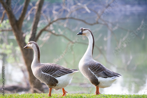 Chinese Domestic Geese 