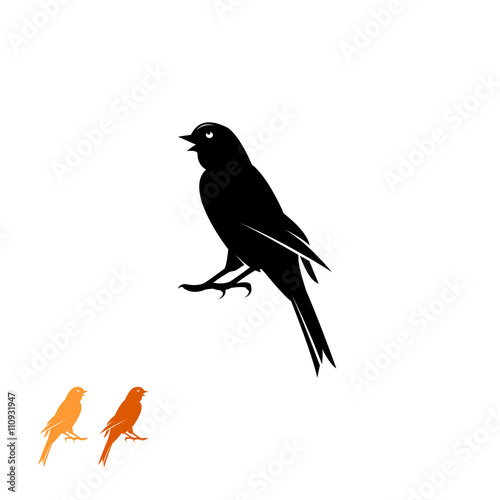 canary bird singing