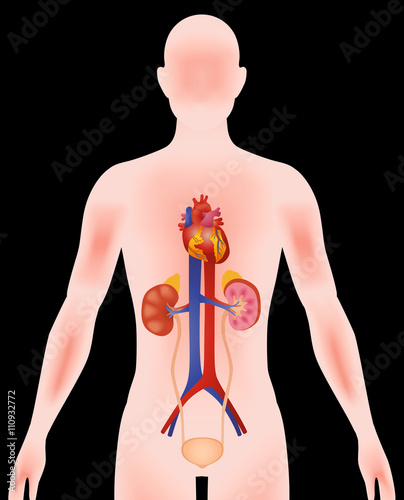 human urinary organs, heart, kidney, bladder, vector illustration