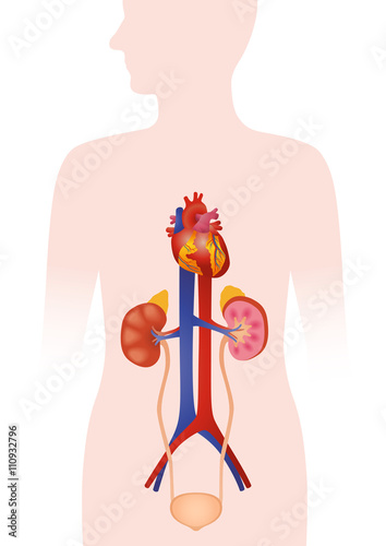 human urinary organs, heart, kidney, bladder, vector illustration
