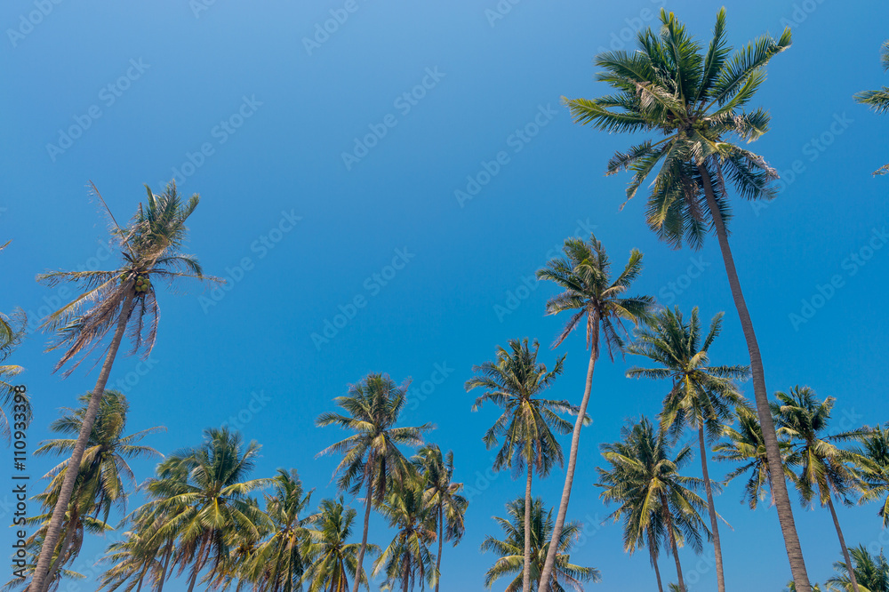 Coconut palm trees Coconut palm trees