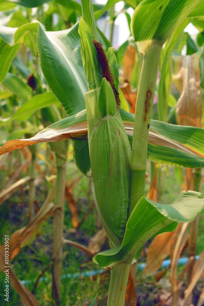 Corn in the field Corn in the field